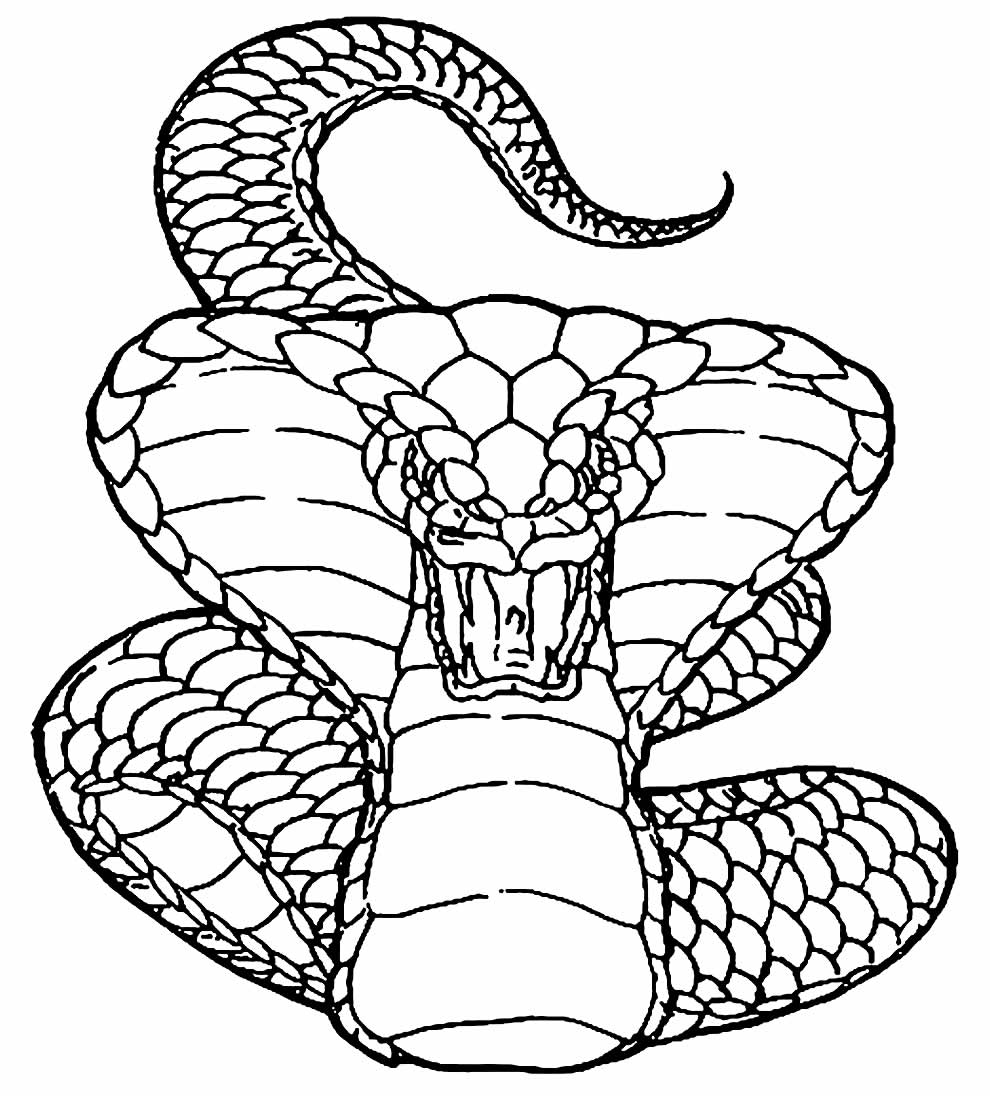 Cobras e Camaleão - Desenhos Para Colorir