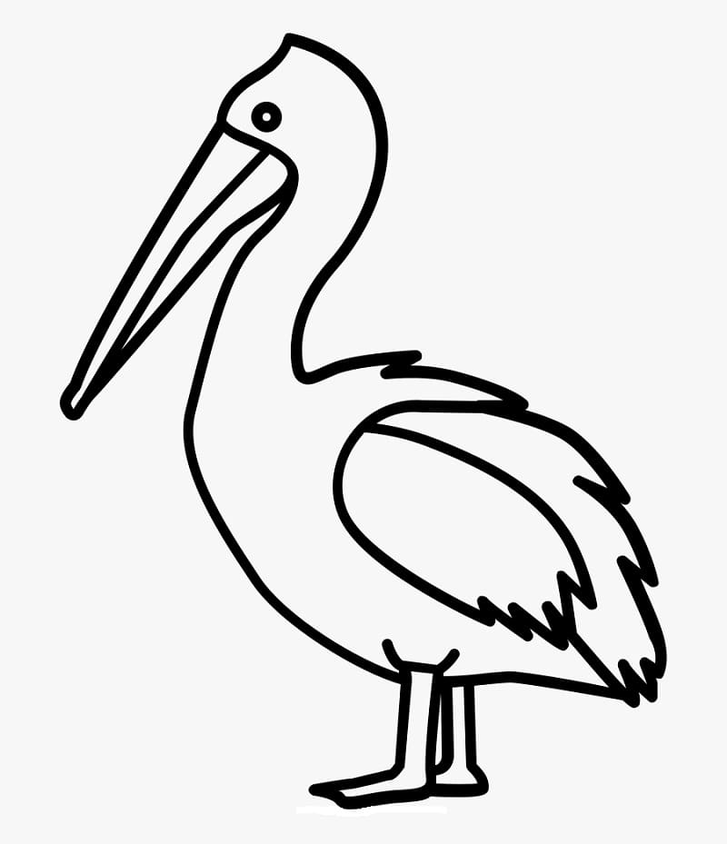 Desenhos de Pelicano para Pintar
