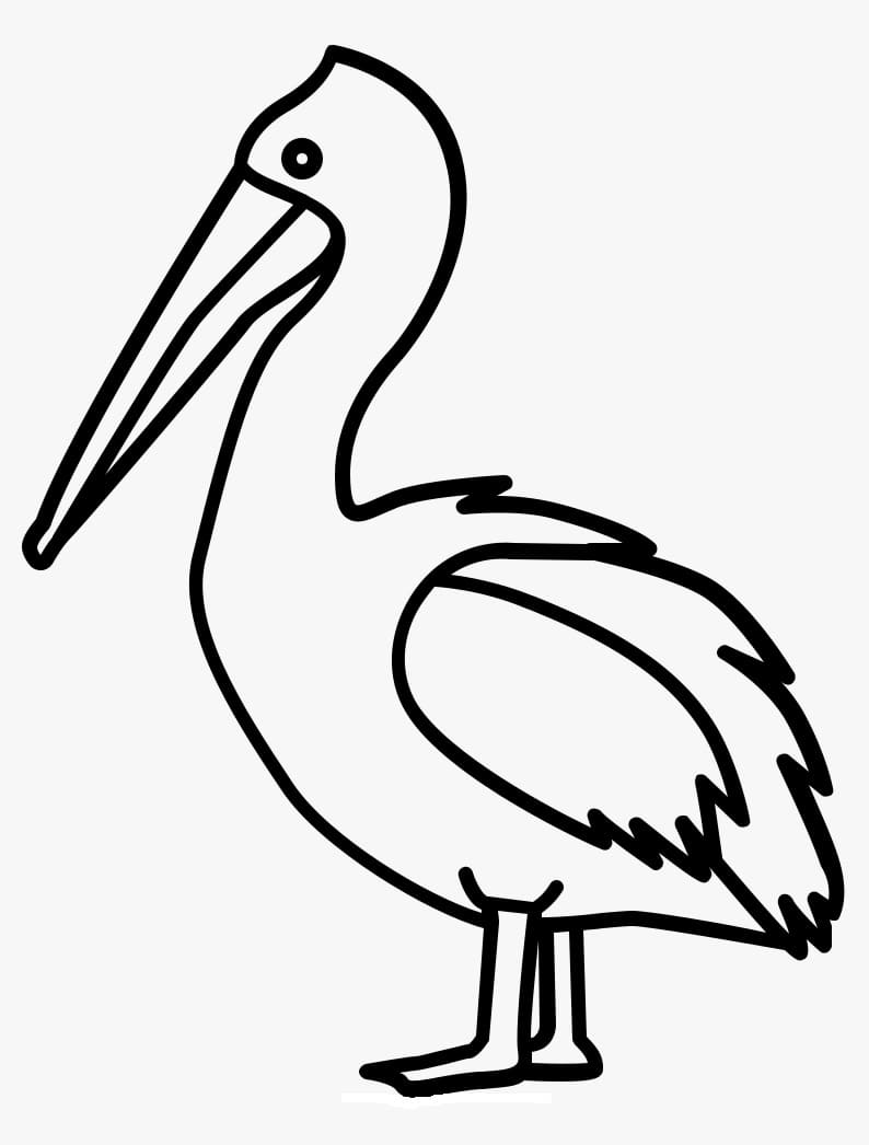 Desenhos de Pelicano para Imprimir