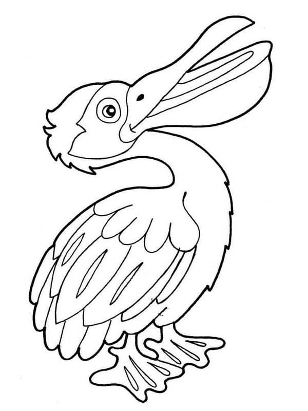 imagens de pelicanos para colorir grátis