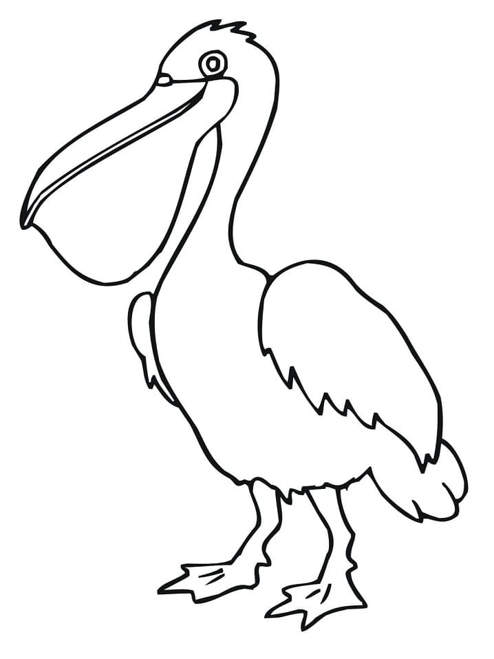 Pelicano para Colorir