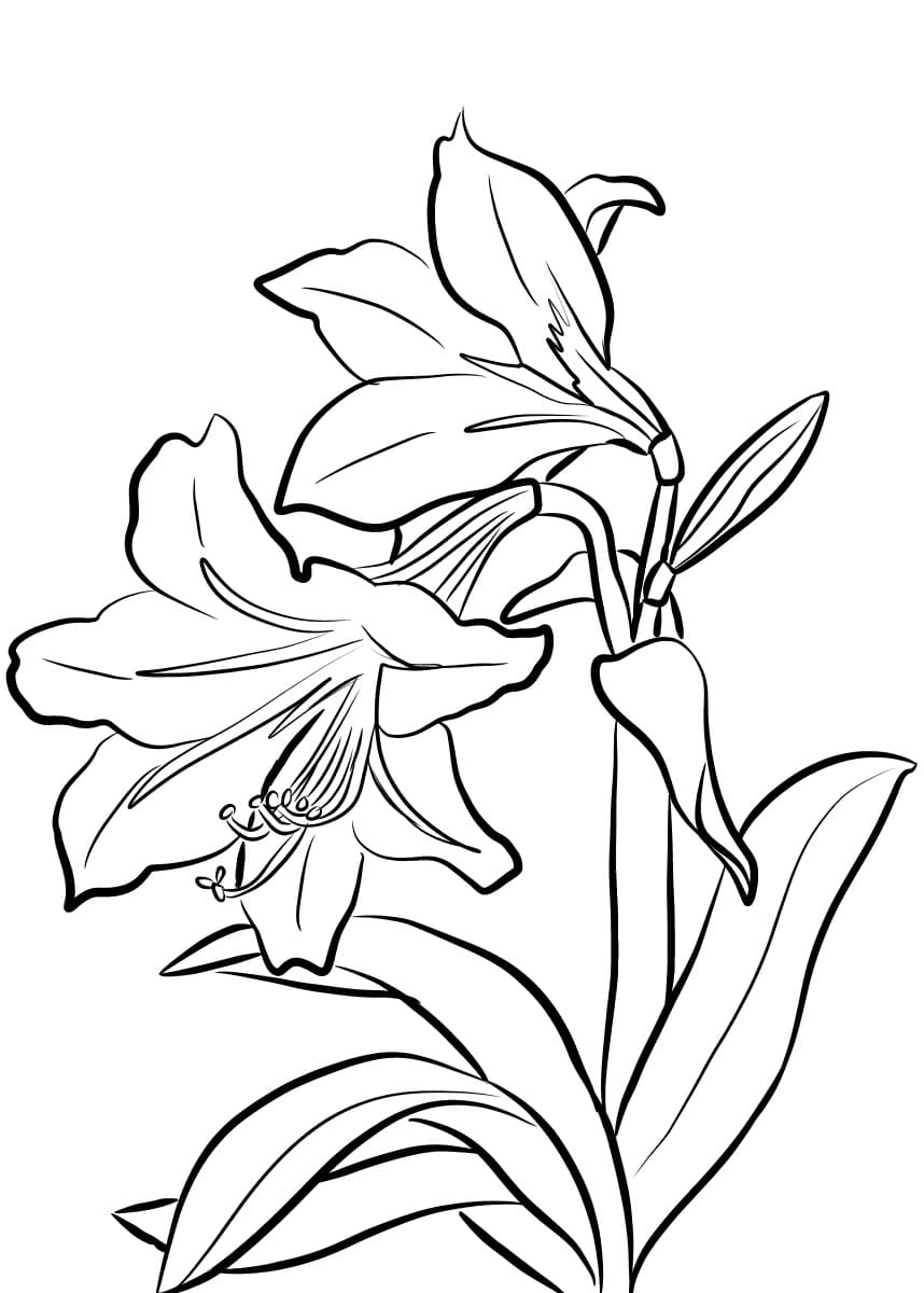 amaryllis para colorir