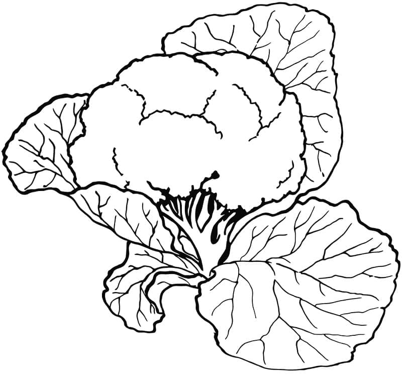 desenho de couve flor saudável para colorir