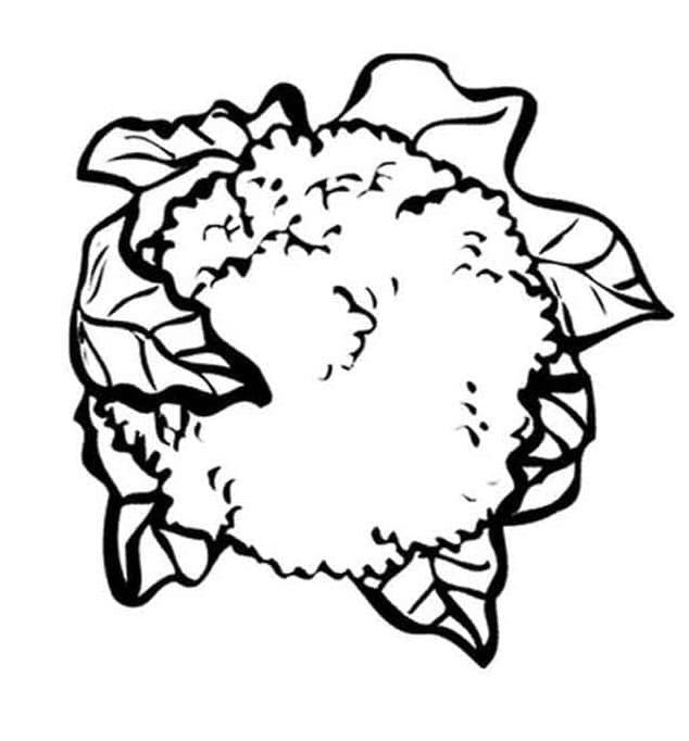 desenho de couve flor para colorir com crianças pdf