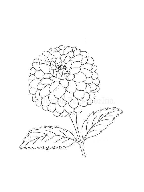 desenho flor dália para baixar e pintar