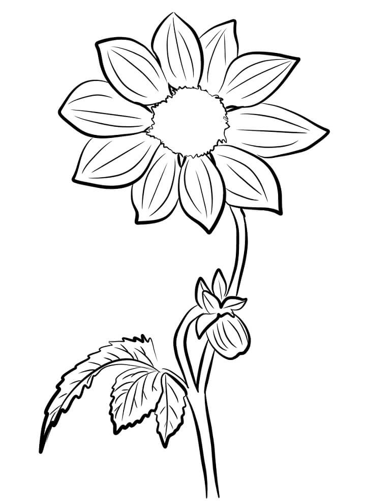 desenho flor dália simples para colorir