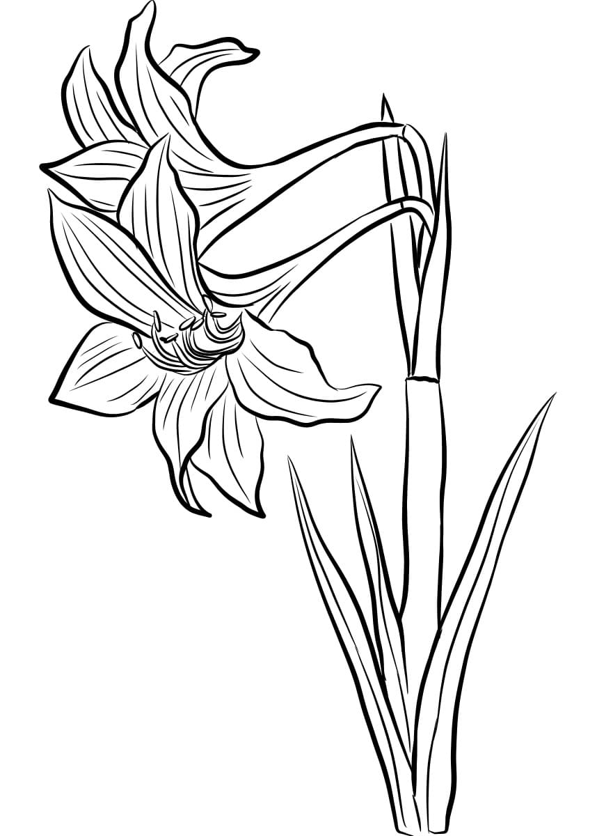 desenho flor de amaryllis para imprimir e pintar