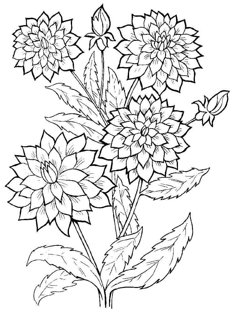 desenho lindas flores dália para colorir de graça