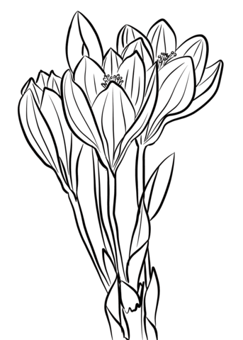 desenhos de flor crocus para colorir