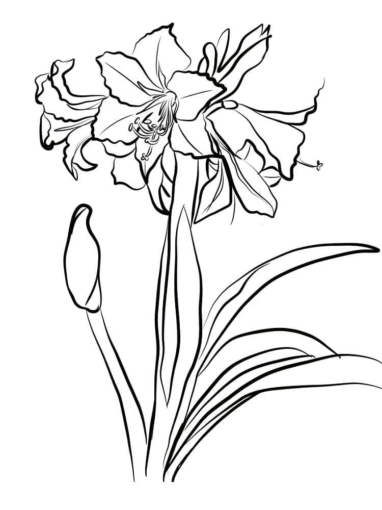 ilustração de amaryllis para colorir