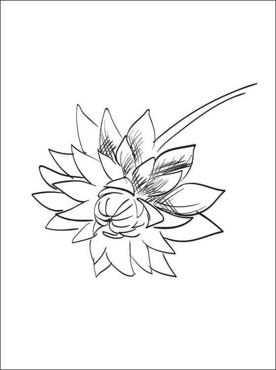 ilustração em desenho flor dália para colorir